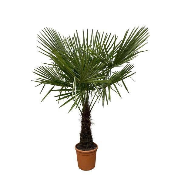 Hanfpalme – Trachycarpus 180cm – Ø30cm – Immergrüne Palme mit fächerförmigen Blättern – Exotische Kübelpflanze für Garten, Terrasse, Balkon & Innenbereich – Pflegeleicht