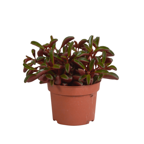 Rotblättriger Zwergpfeffer - Peperomia graveolens