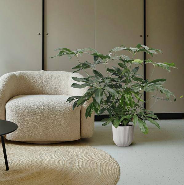 Baumfreund - Philodendron Green Wonder - Zimmerpflanze - 140cm - ø45cm
