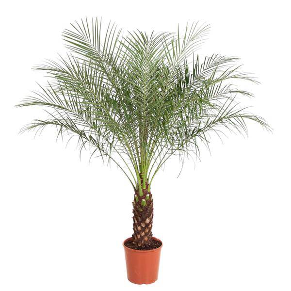 Zwerg-Dattelpalme - Phoenix Roebelenii - Zimmerpflanze - 170cm - ø30cm