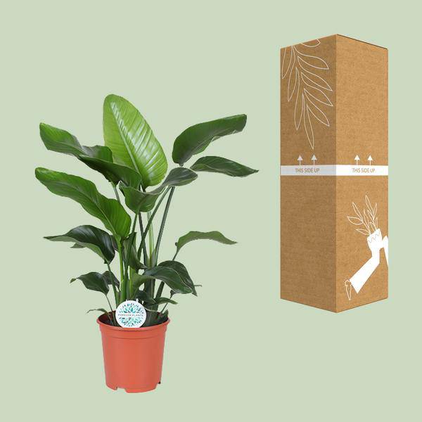 Baum-Strelitzie - Strelitzia Nicolai - Zimmerpflanze - Ø21cm - ↕80cm