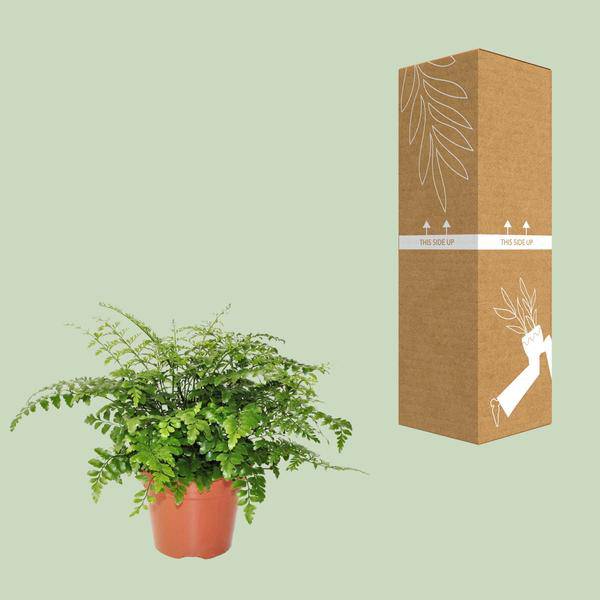 Nestfarn Asplenium Parvati – Ø17cm x H30cm – Pflegeleichte Zimmerpflanze – Halbschatten-Farn mit zarten Wedeln – Für Wohnzimmer & Büro