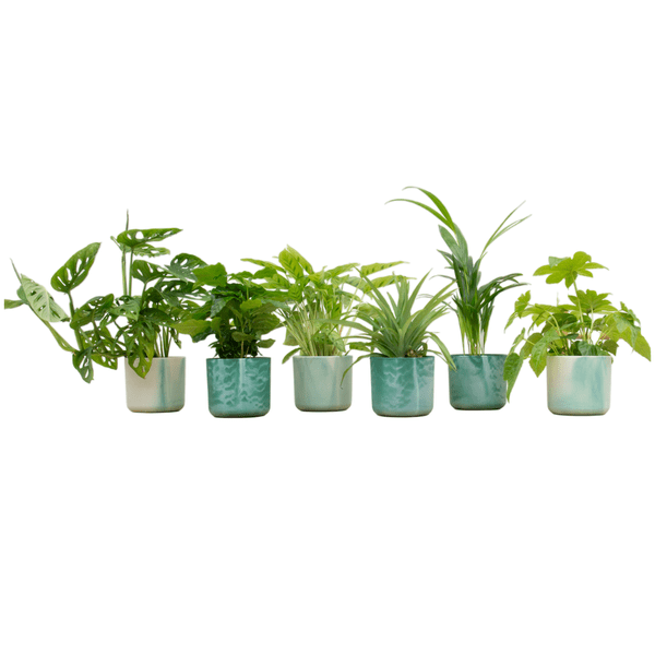 Überraschungskiste - 6 Pflanzen + Topf Ocean Grün Ø14cm
