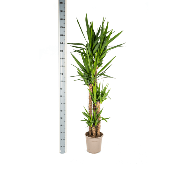 Riesen-Palmlilie - Yucca Elephantipes - Zimmerpflanze - Ø27cm - ↕160cm – Pflegeleicht & robust