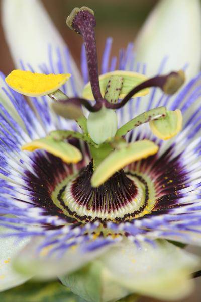 Passionsblume - Passiflora Blau caerulea - Ø15cm - ↕65cm