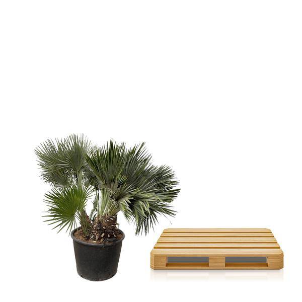 Zwergpalme - Chamaerops Humilis - Zimmerpflanze - 120cm - ø80cm