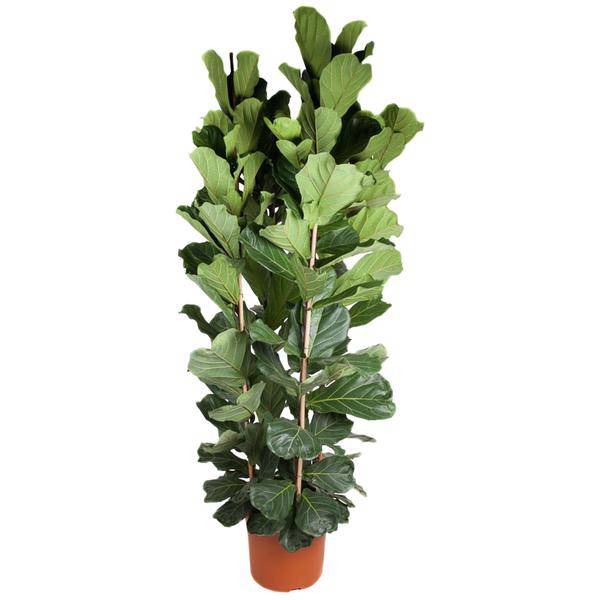Geigen-Feige - Ficus Lyrata - 250cm - ø48cm