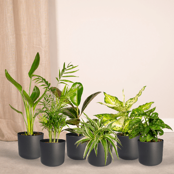 Pflanzen Überraschungsbox – 10 vielseitige Zimmerpflanzen im Ø12cm Topf – Bunte Blättervielfalt – Perfekt für Wohnzimmer, Büro & Schlafzimmer – Pflegeleicht & dekorativ