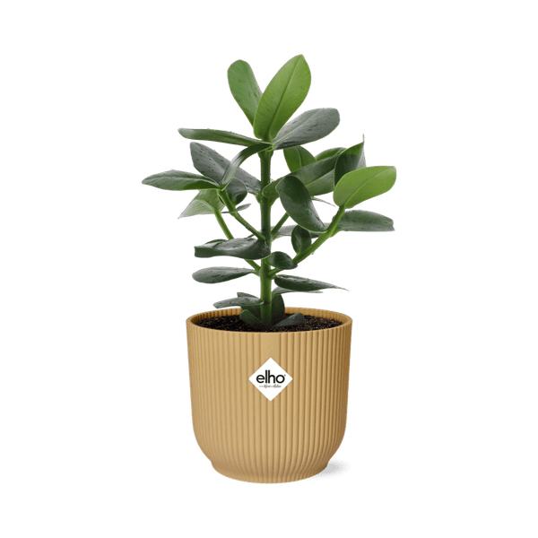 Balsamapfel - Clusia Princess - Zimmerpflanze + Topf Vibes Fold 14cm Gelb