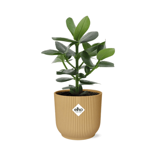 Balsamapfel - Clusia Princess - Zimmerpflanze + Topf Vibes Fold 14cm Gelb