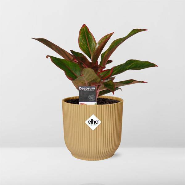 Kolbenfaden - Aglaonema Kreta - Zimmerpflanze + Topf Vibes Fold 14cm Gelb