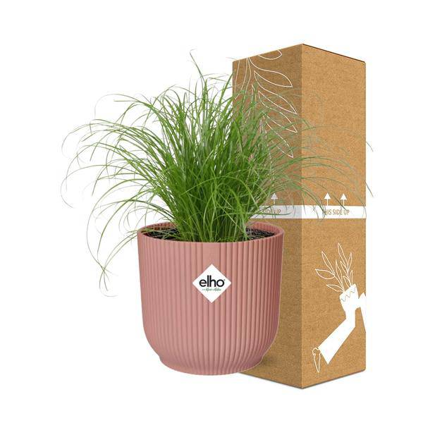 Wechselblättriges Zyperngras - Cyperus Alternifolius Zumula - Zimmerpflanze + Topf Vibes Fold 14cm Rosa