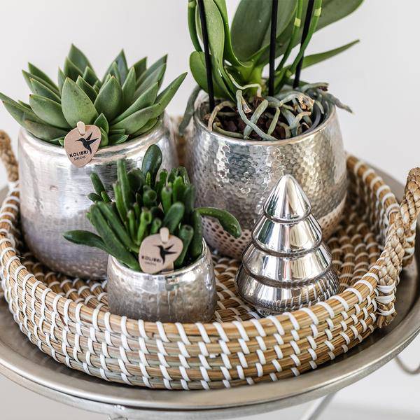 Elite silberner Topf - Topfformat Ø9cm - Ø9cm