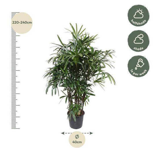 Steckenpalme – Rhapis Excelsa – Zimmerpflanze 190cm – Ø40cm – Elegante Damenpalme mit fächerförmigen Blättern – Pflegeleichte Palme für Wohnzimmer, Büro & Wintergarten