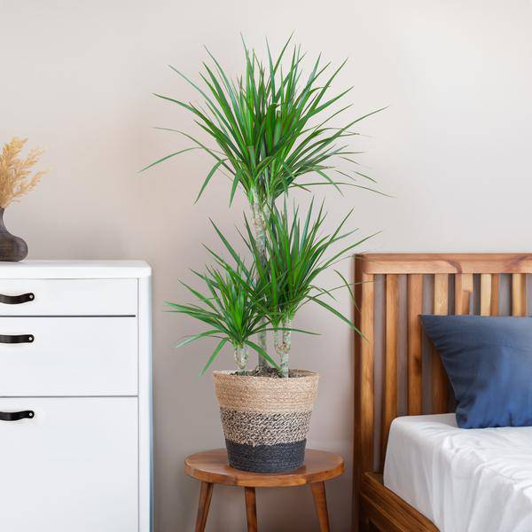 Dracaena Marginata – Drachenbaum – Zimmerpflanze ca. 95cm – ø21cm – inkl. Pflanzenkorb Lissabon Schwarz – Pflegeleichte Grünpflanze im Jute-Korb für Wohnzimmer & Büro
