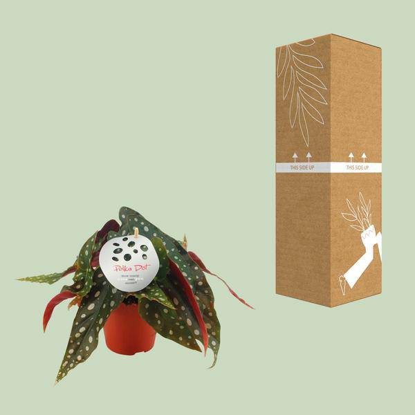 Forellenbegonie - Begonia Maculata - Zimmerpflanze - Ø12cm - ↕20cm