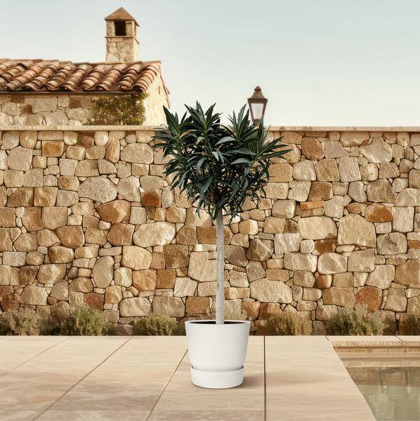Rosenlorbeere - Nerium Oleander auf Stiel mit Rosa Blüte - 200cm- Ø35cm