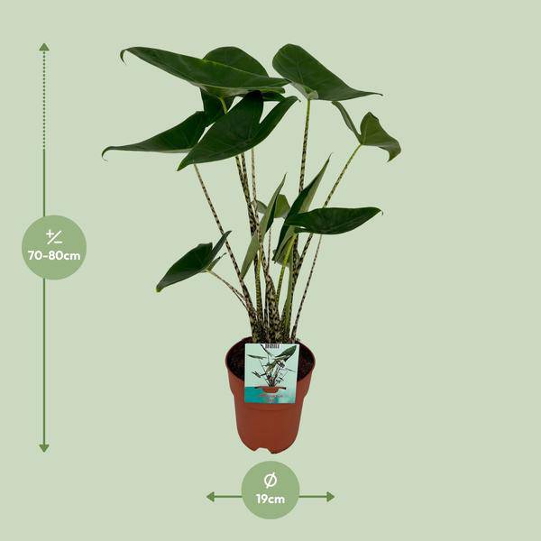 Alocasia Zebrina – Elefantenohr – Ø19cm x H75cm – Tropische Zimmerpflanze mit zebragestreiften Stielen – Exotischer Blickfang für Wohnzimmer & Büro – Pflegeleicht im Halbschatten