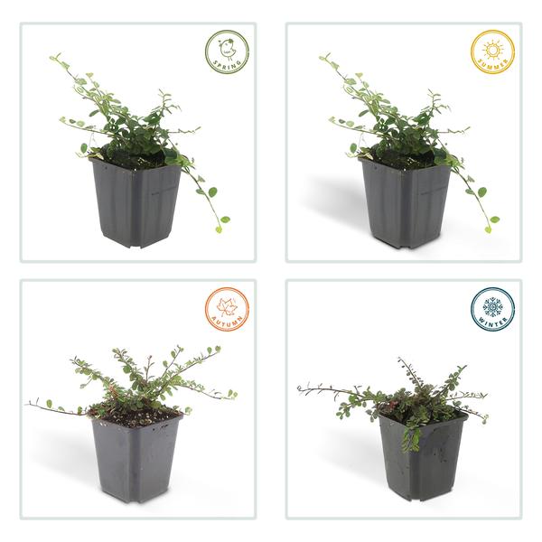 Cotoneaster pr. 'Streib's Findling' - Zwergmispel - ↕10-25cm - Ø9cm - 6 Stück
