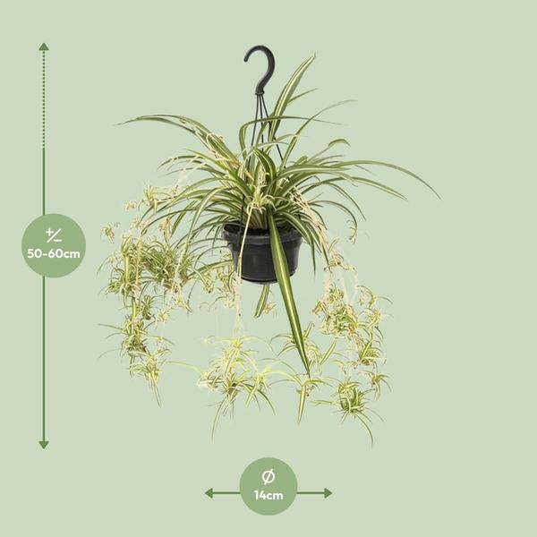 Grünlilie - Chlorophytum Comosum Variegatum - Zimmerpflanze - Ø14cm - ↕55cm