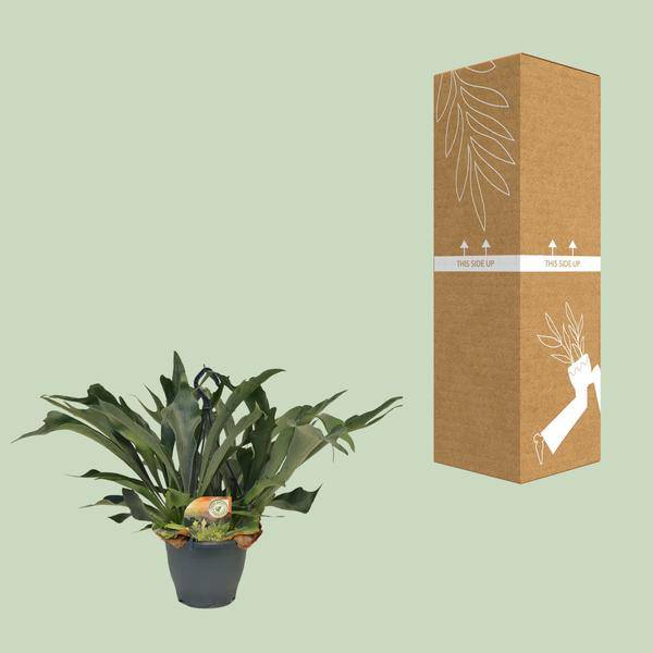 Geweihfarn - Platycerium Bifurcatum - Zimmerpflanze - Ø21cm - ↕50cm