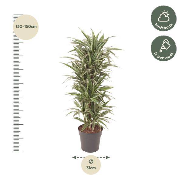 Drachenbaum - Dracaena Warneckei - Zimmerpflanze -140cm - ø31cm