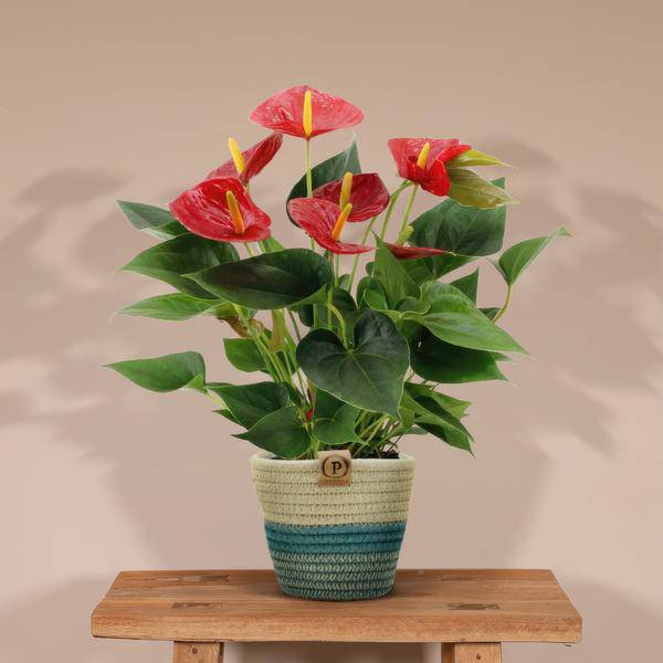 Flamingoblume - Anthurium andreanum Diamantrot - Zimmerpflanze + Korb Pure - 45cm - Ø12cm