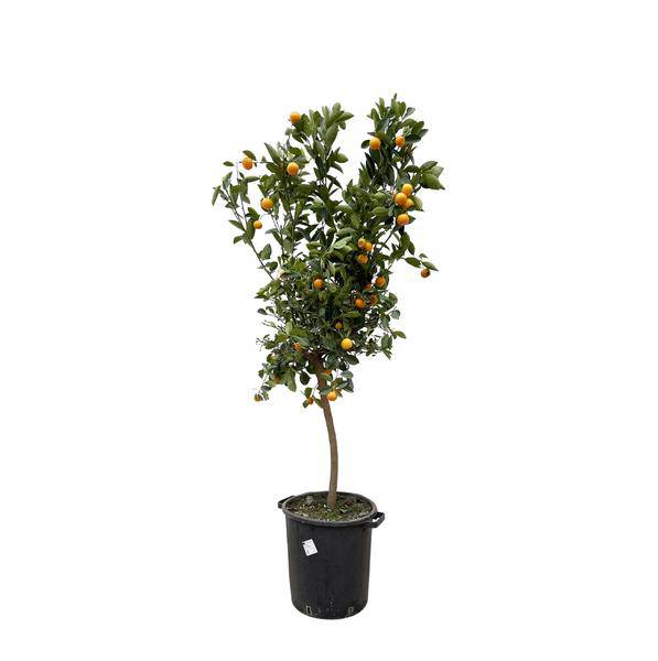 Orangenbaum - Zwergorange - Citrus Calamondin - 200cm - ø40cm