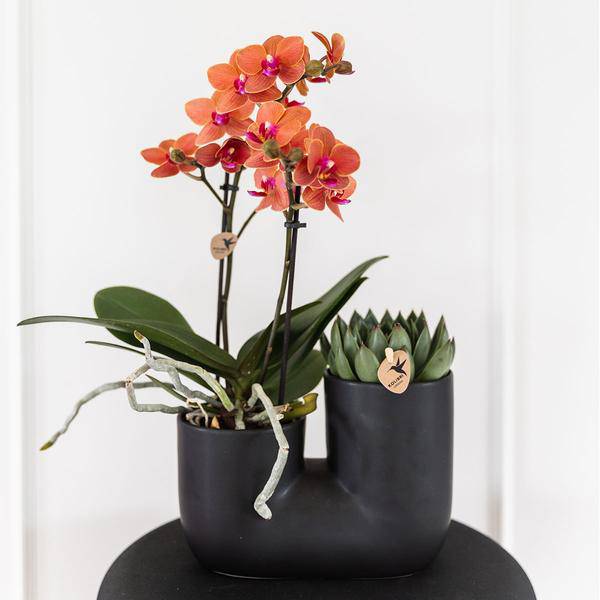 Bolzano Orchidee Orange & Sukkulente Miranda im schwarzen dekorativen Röhrentopf Ø9cm – Duo-Topf – Zimmerpflanze – stilvolle Geschenkidee