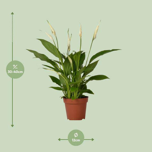 Einblatt – Spathiphyllum Bingo Cupido – Zimmerpflanze – Ø12 cm Topf – ca. 45 cm hoch – Luftreinigend – Weiße Blüten – Pflegeleicht & Tropisch