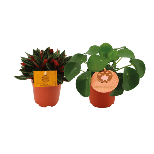 Peperomia Duo Rosso & Pilea Peperomioides – 2 Pflanzen – Ø10.5cm – ca. 15cm hoch – Stilvolle Zimmerpflanzen mit dekorativem Laub – Pflegeleicht & vielseitig