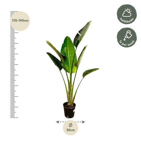 Baum-Strelitzie - Strelitzia Augusta - Zimmerpflanze - 180cm - ø30cm
