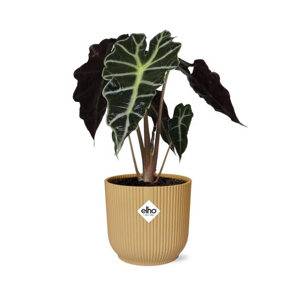 Pfeilblatt - Alocasia 'Polly' - Zimmerpflanze + Topf Vibes Fold 14cm Gelb
