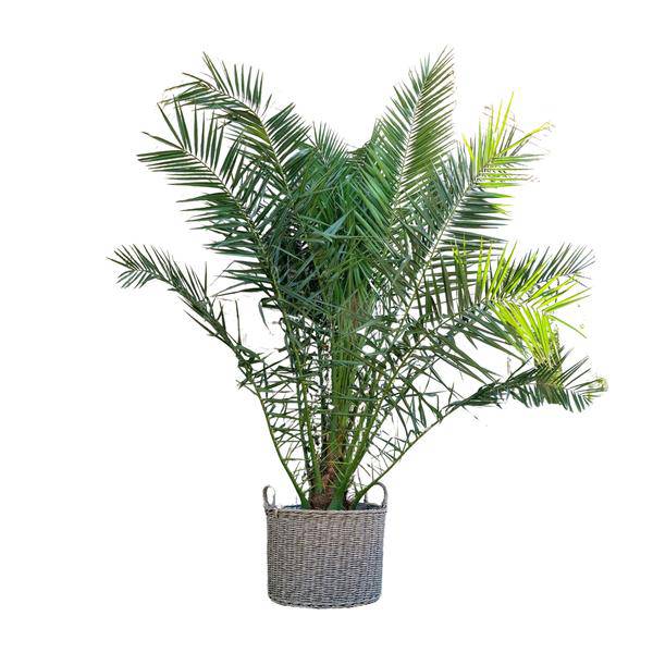 Phönix Canariensis – Kanarische Dattelpalme 300cm – Ø50cm – XXL-Palme mit gefiederten Blättern – Exotische Kübelpflanze für Wohnzimmer, Wintergarten, Terrasse & Garten – Pflegeleicht