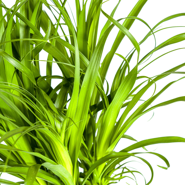 Beaucarnea Recurvata - Elefantenfuß - Zimmerpflanze - Ø12cm - ↕110-130cm