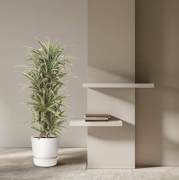 Drachenbaum - Dracaena Warneckei - Zimmerpflanze -140cm - ø31cm