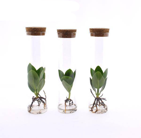 Clusia in Röhrenglas – Balsamapfel – Hydroponie Zimmerpflanze – Ø5cm – Höhe ca. 15cm – 3 Pflanzen – dekorative Glasvase mit Grünpflanze