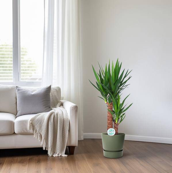 Palmlilie - Yucca - Zimmerpflanze - Ø17cm - ↕80cm