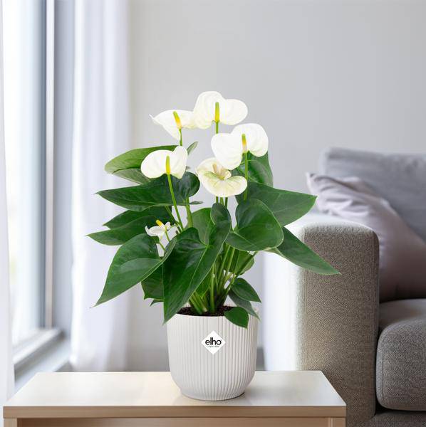 Flamingoblume - Anthurium Weiß - Zimmerpflanze - Ø12cm - ↕43cm