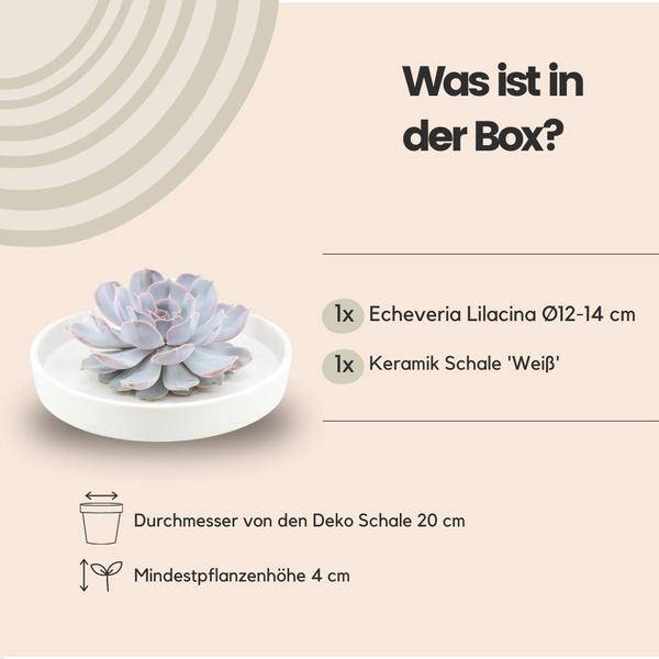Sukkulente - Echeveria Lilacina in Schale 'Weiß' - Zimmerpflanze - Ø20cm - ↕5cm