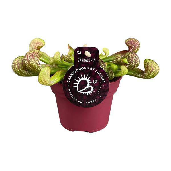 Papageien-Schlauchpflanze Sarracenia Psittacina – Zimmerpflanze – Ø12cm – ↕13cm – Exotische Fleischfressende Pflanze – Pflegeleicht & Halbschatten geeignet – Für Innenräume & kleine Gärten