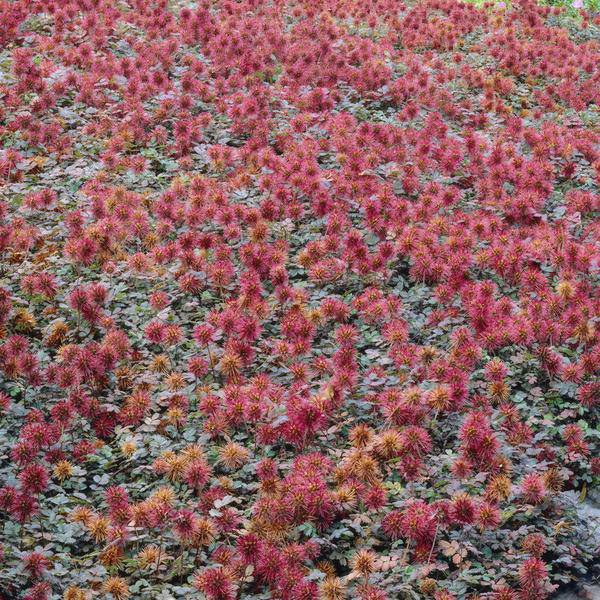 Acaena microphylla 'Kupferteppich' – Braunrotes Stachelnüsschen – Bodendecker Ø9cm ↕10-25cm – Pflegeleicht & winterhart – Für Garten, Wege & Steingärten – 6 Pflanzen