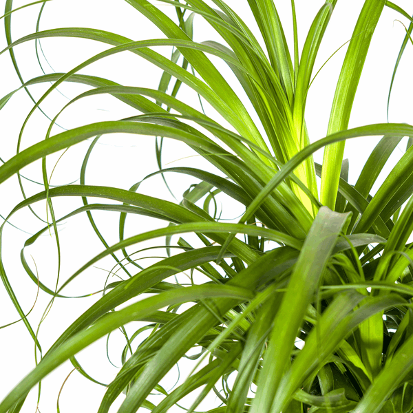Beaucarnea Recurvata Stängel Ø24cm - ↕80 - 100cm