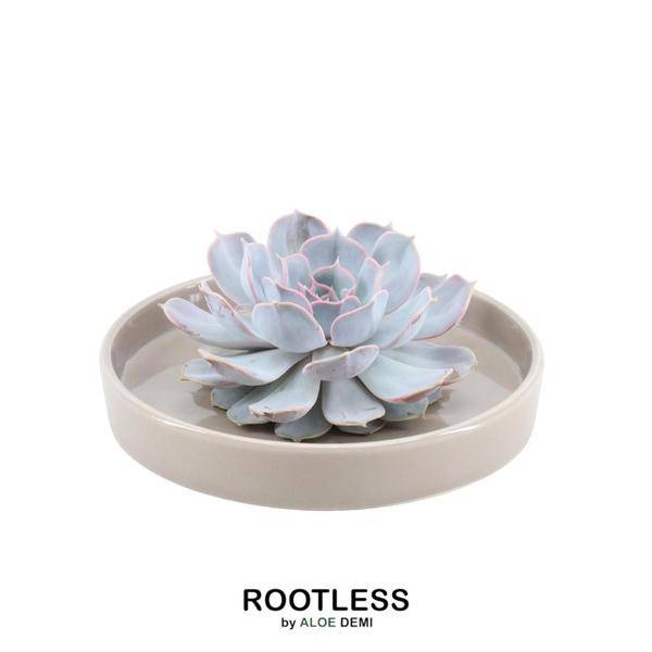 Sukkulente - Echeveria Lilacina in Schale 'taupe' - Zimmerpflanze - Ø20 cm - ↕5cm