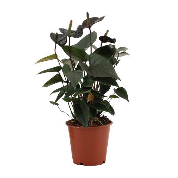 Anthurium Black Love In durchsichtiger Hülle - Flamingoblume - Zimmerpflanze - Ø12cm - ↕36cm