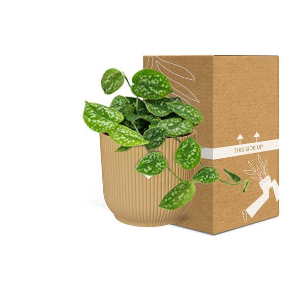 Efeutute - Scindapsus Pictus 'Argyraeus' - Zimmerpflanze + Topf Vibes Falten 14cm Gelb