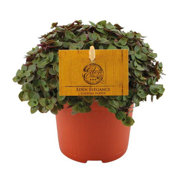 Kriechendes Schönpolster - Callisia repens - Zimmerpflanze - Ø10.5cm - ↕15cm