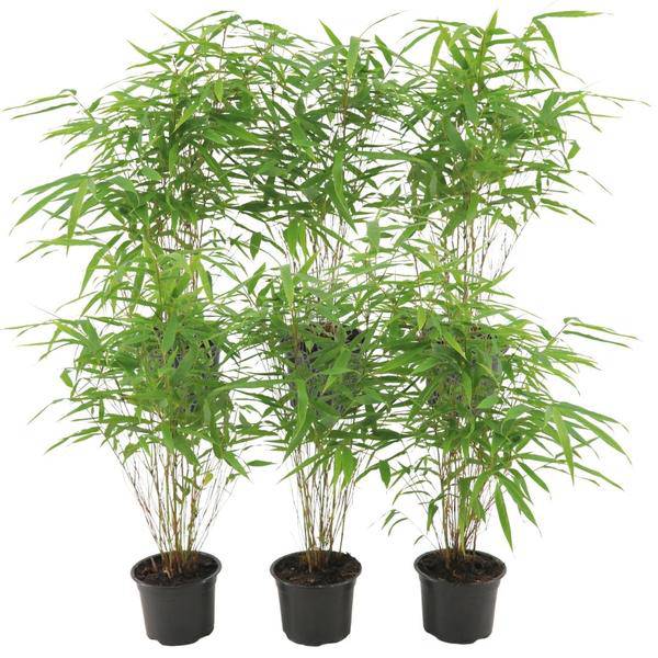 Schirmbambus - Fargesia Rufa - Ø12cm - ↕25cm - 6 Stück