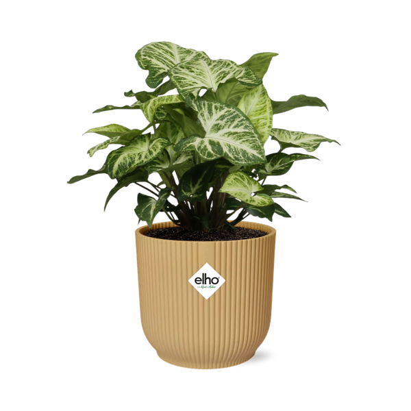 Purpurtute - Syngonium Arrow - Zimmerpflanze + Topf Vibes Fold 14cm Gelb