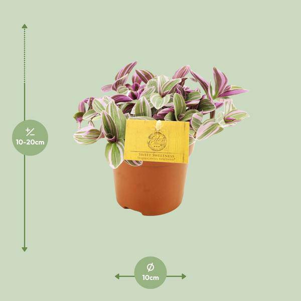 Tradescantia Sweetness – Dreimasterblume – Zimmerpflanze – Ø10,5cm – Höhe ca. 10cm – Kompakte, pflegeleichte Blattschmuckpflanze – Für Fensterbank & Büro